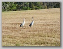 cranes.jpg