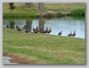 ducks.jpg