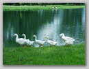geese.jpg
