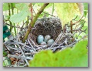 nest.jpg