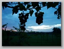 vineyard.jpg