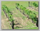vineyard_1.jpg