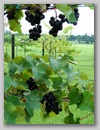 vineyard_2.jpg